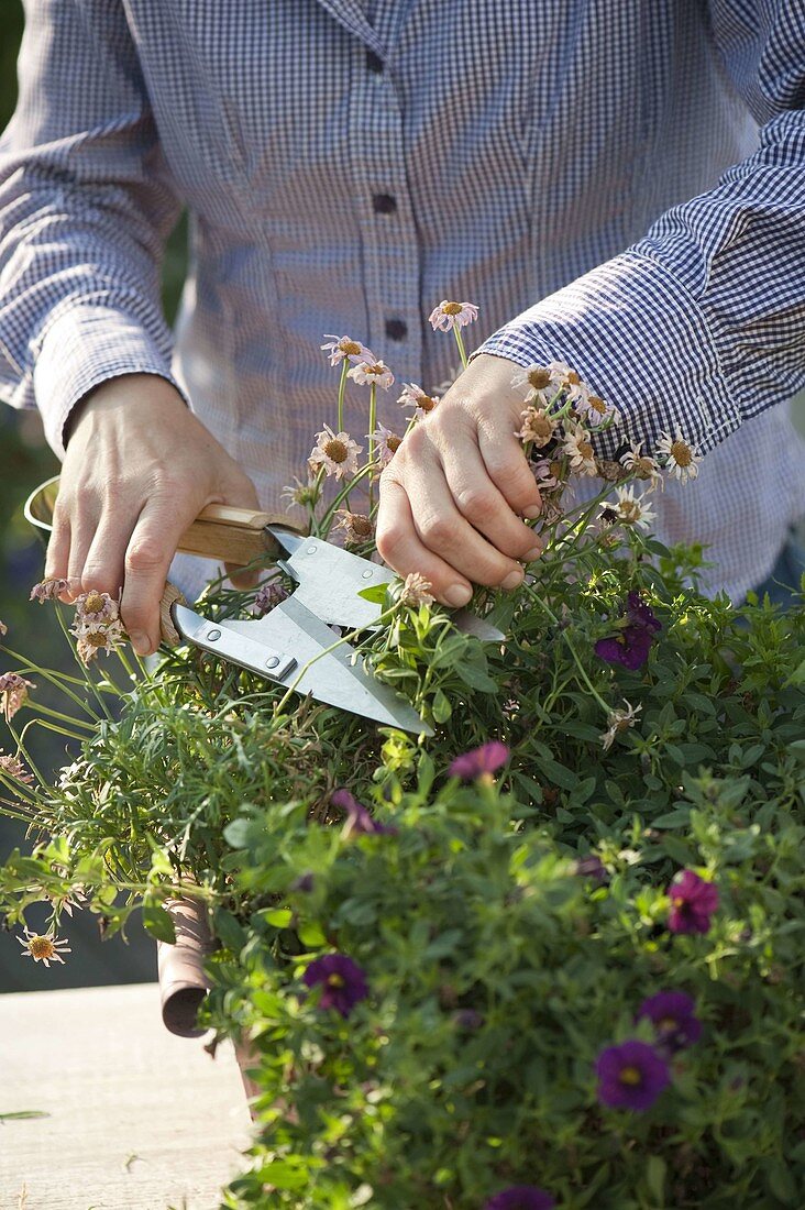 Woman cutting back Argyranthemum (daisy) in balcony box