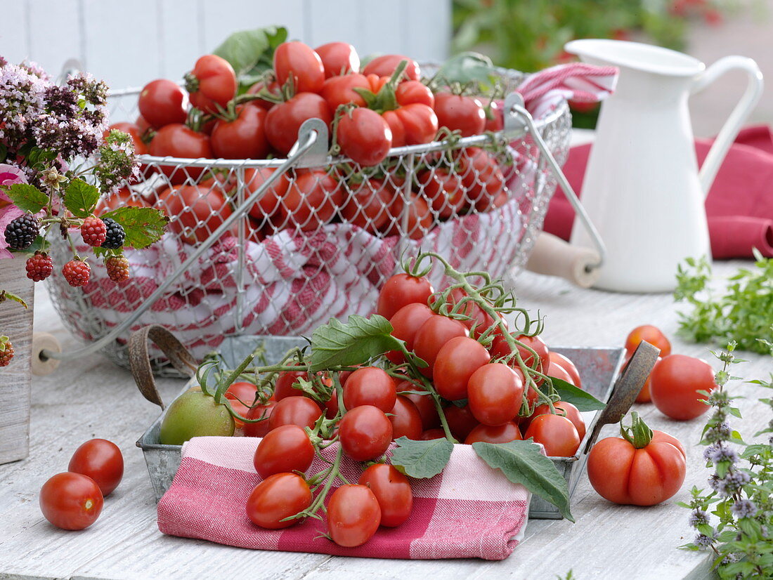 Korb mit frisch geernteten Tomaten (Lycopersicon)