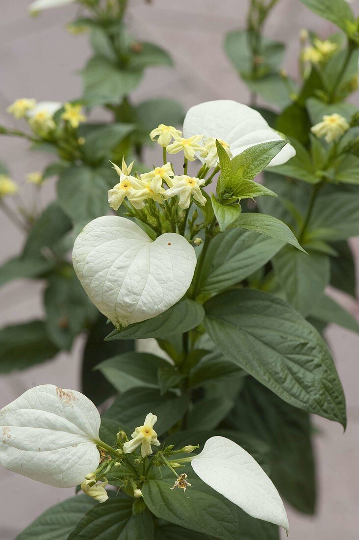 Mussaena luteolans (Budda's yellow lamp)