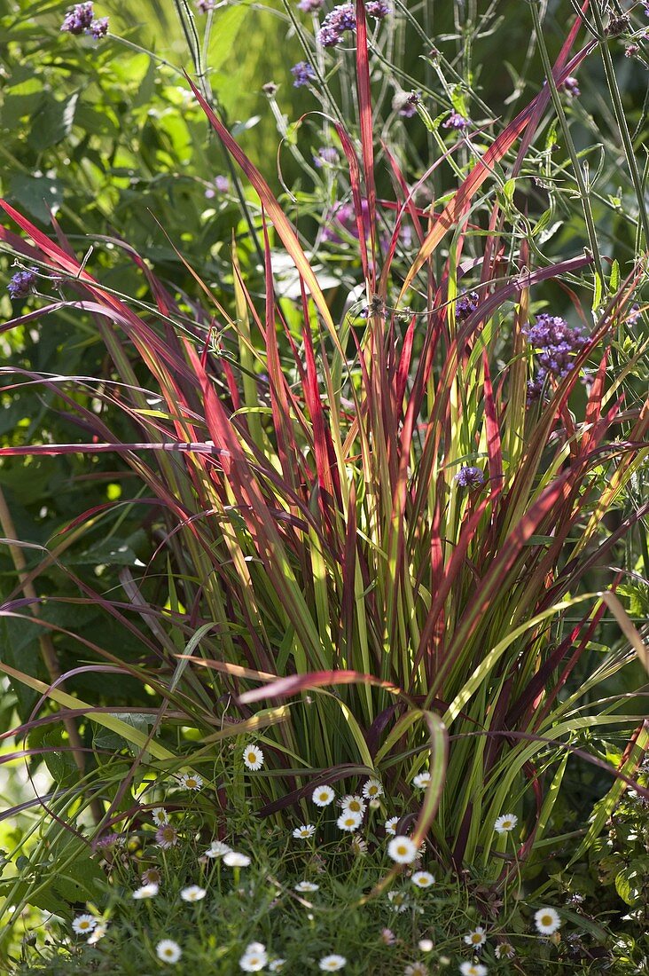 Imperata cylindrica 'Red Baron' (Japanese red grass)