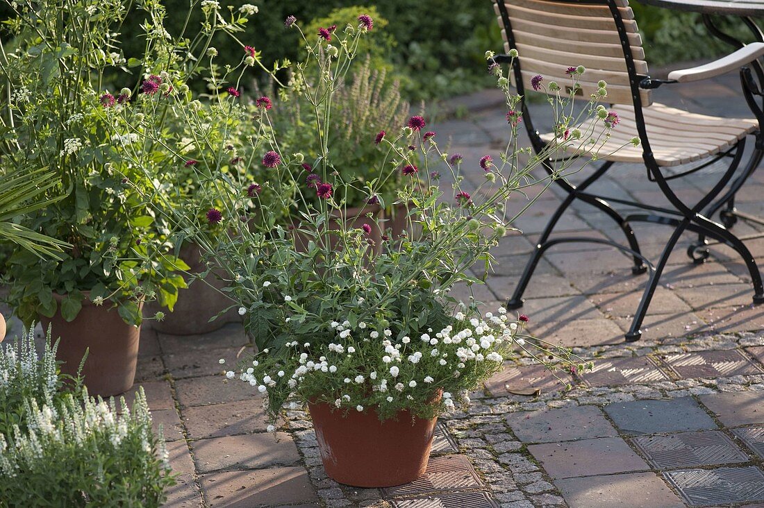 Knautia macedonica (Purple widow's-flower), Chamaemelum nobile 'Plenum'.