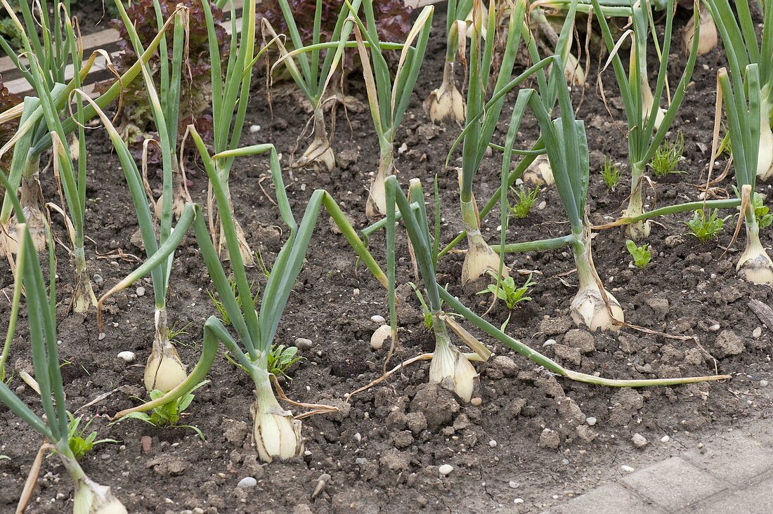 Gemüsebeet mit Zwiebeln (Allium cepa), dazwischen Spinat und Salat