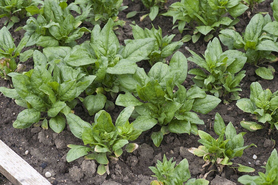 Spinach 'Ballet F1' (Spinacia oleracea) - Good summer spinach