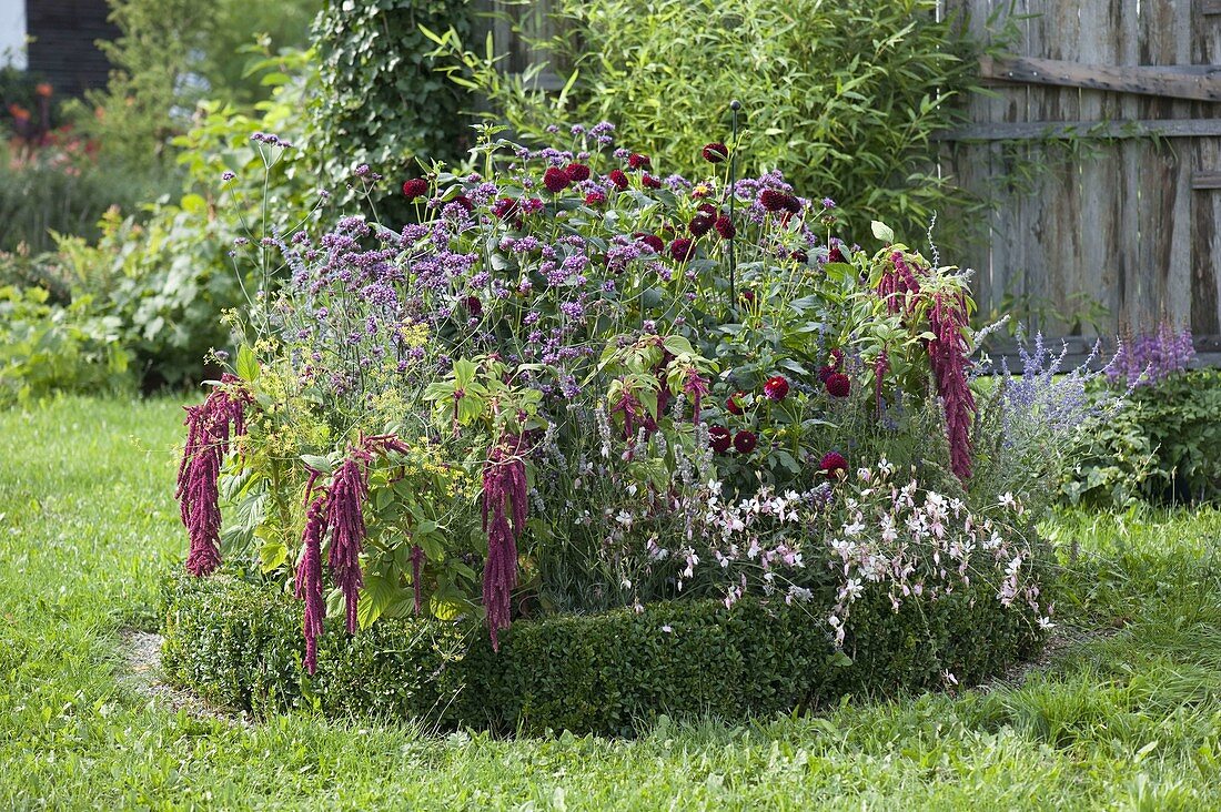 Round border with Verbena bonariensis (verbena), Dahlia (dahlias)