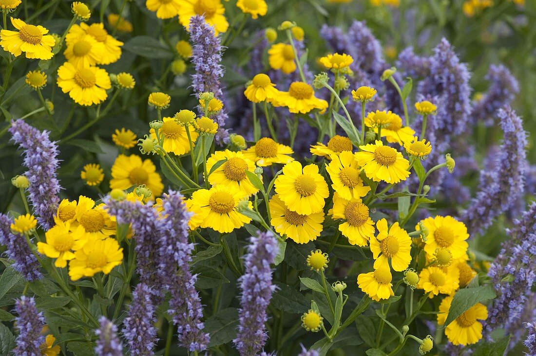 Helenium 'Kanaria' (Sunbane)