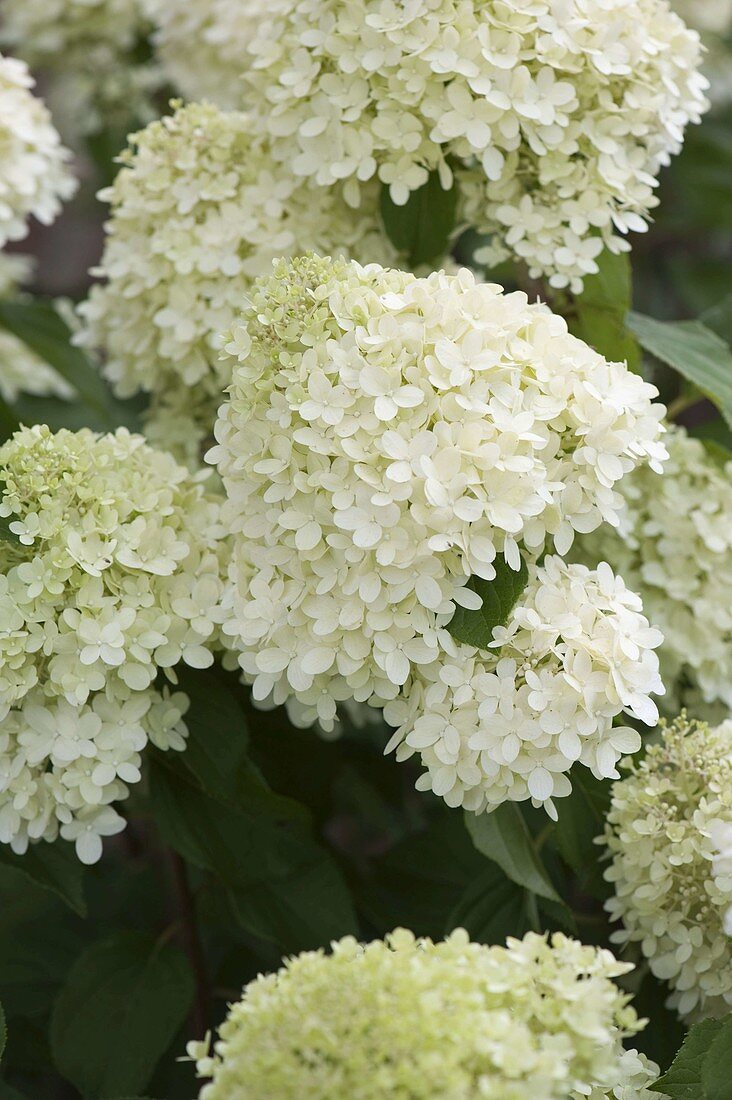 Hydrangea paniculata Grandiflora (Panicle Hydrangea)