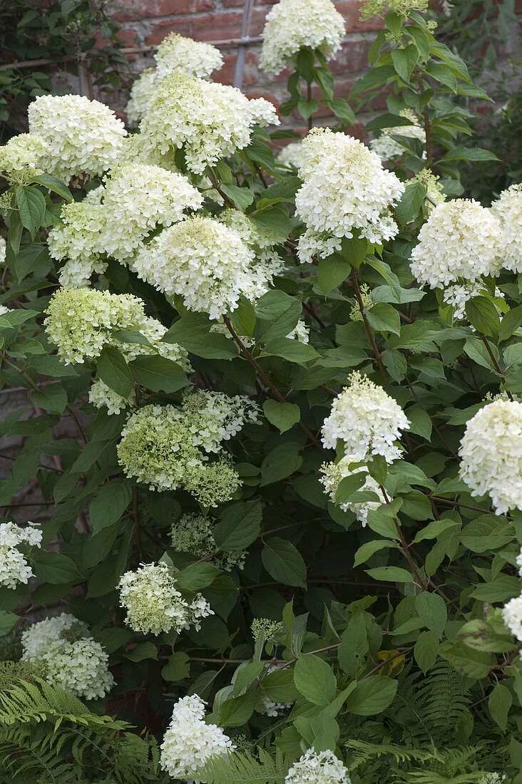 Hydrangea paniculata Grandiflora (Panicle Hydrangea)