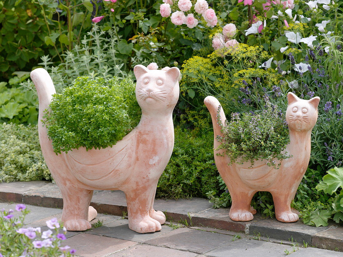 Terracotta cats planted with mini basil 'Picolino'