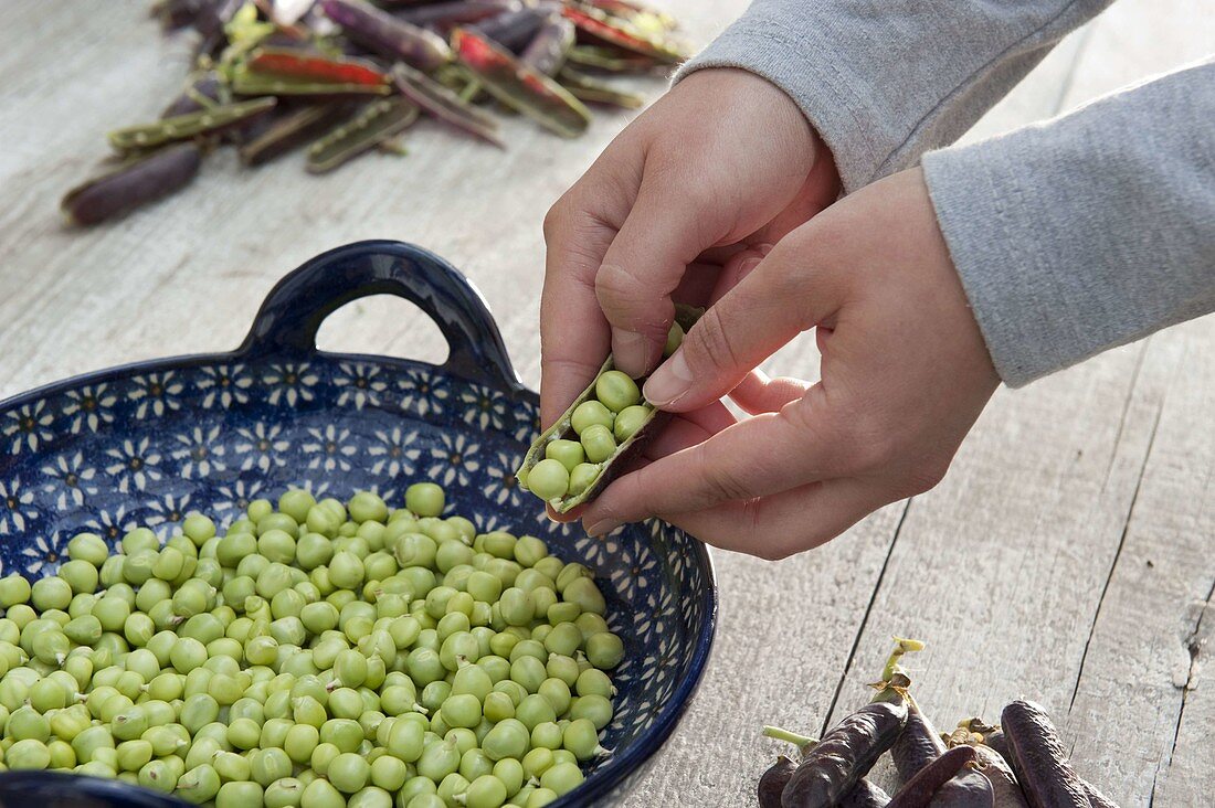 Kapuzinererbse 'Blauschokkers' (Pisum) auspahlen