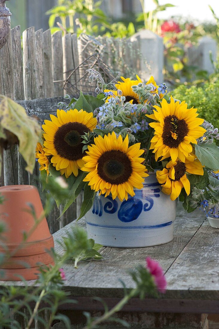 Bouquet of helianthus (sunflower) and borage (Borago)