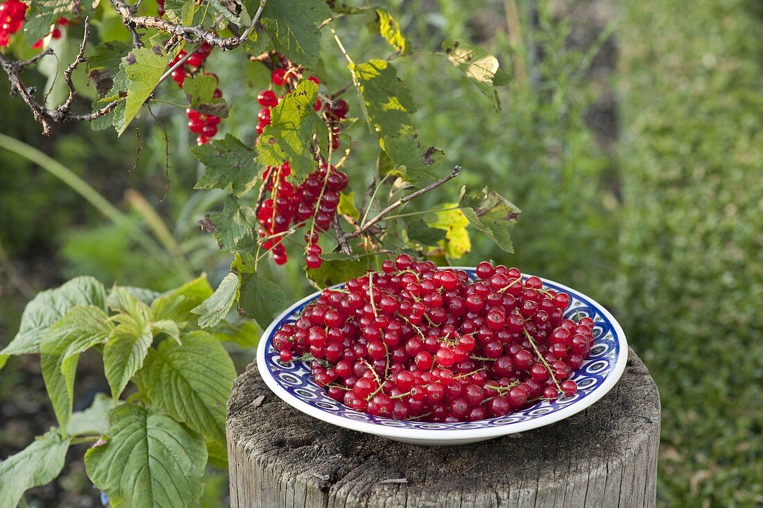 Freshly harvested red currants (Ribes) on straw
