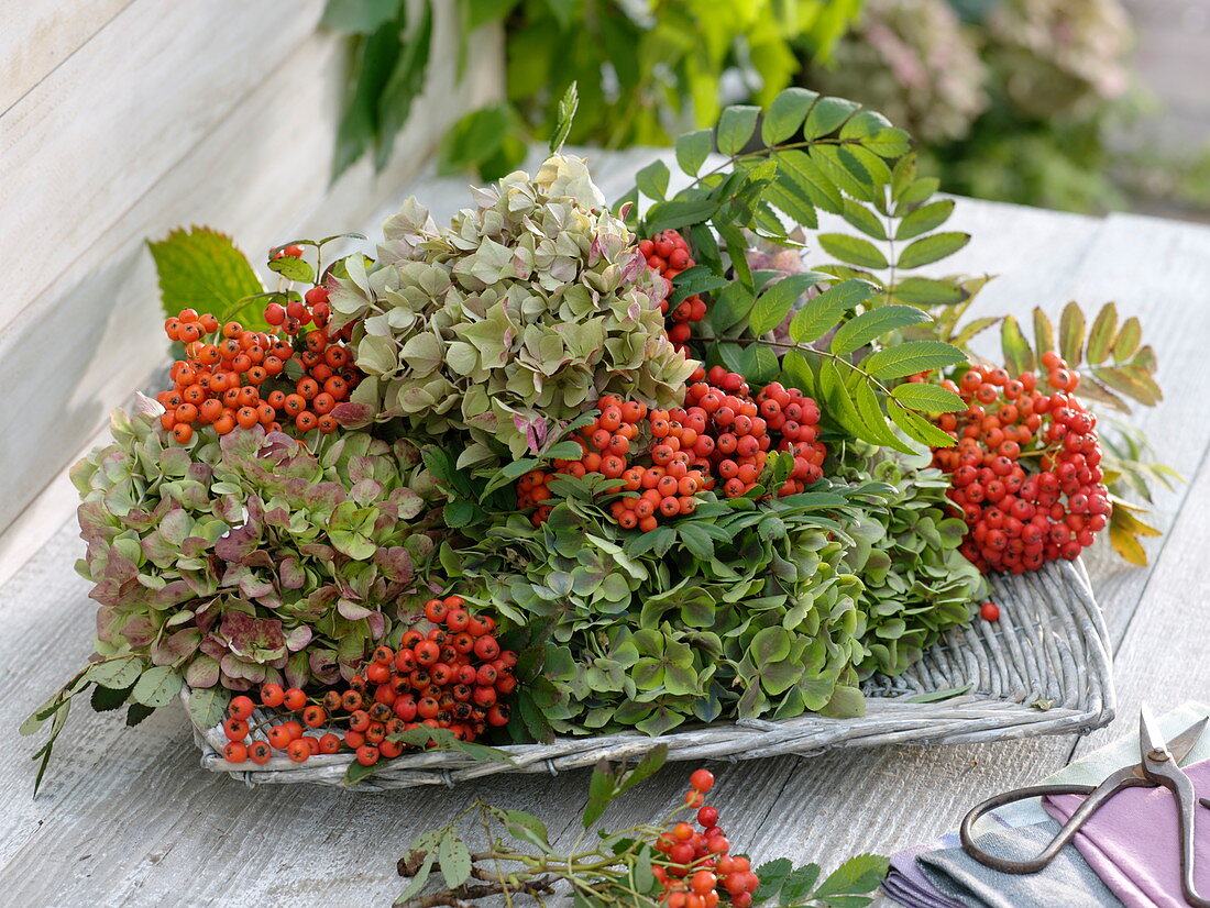 Frisch geschnittene Hydrangea (Hortensie) und Vogelbeeren