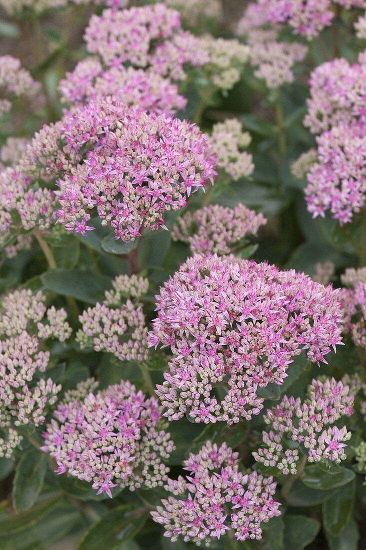 Sedum spectabile 'Carl' (Tall stonecrop)