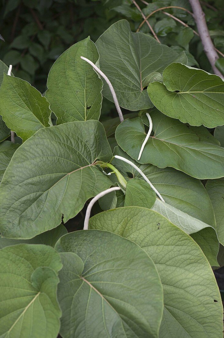 Mexikanischer Blattpfeffer (Hoya santa, Piper auritum, Piper sanctum)