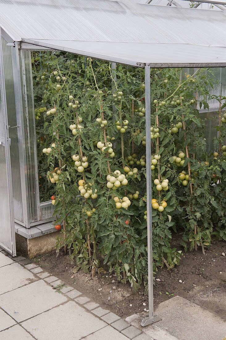 Tomato plants (Lycopersicon) under a shelter