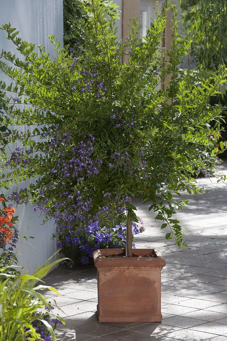 Duranta repens (Sky flower)