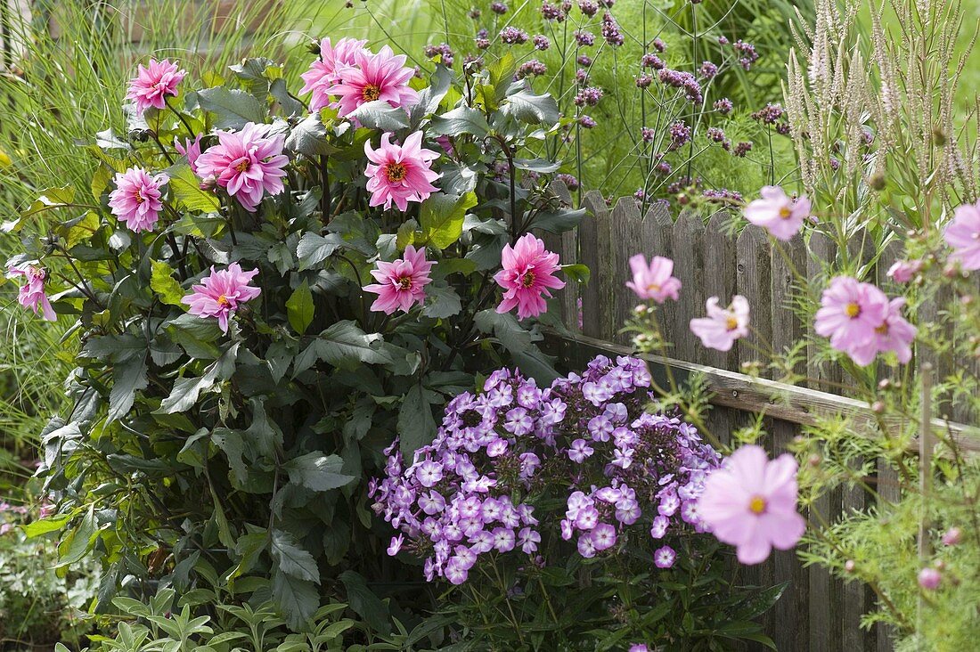 Dahlia (Dahlia), Phlox paniculata 'W. Kesselring' (flame flowers)