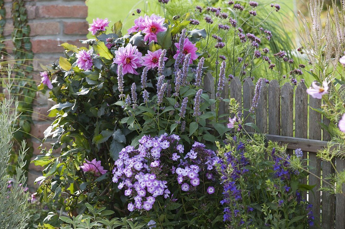 Dahlia, Phlox paniculata 'W. Kesselring '(phlox)