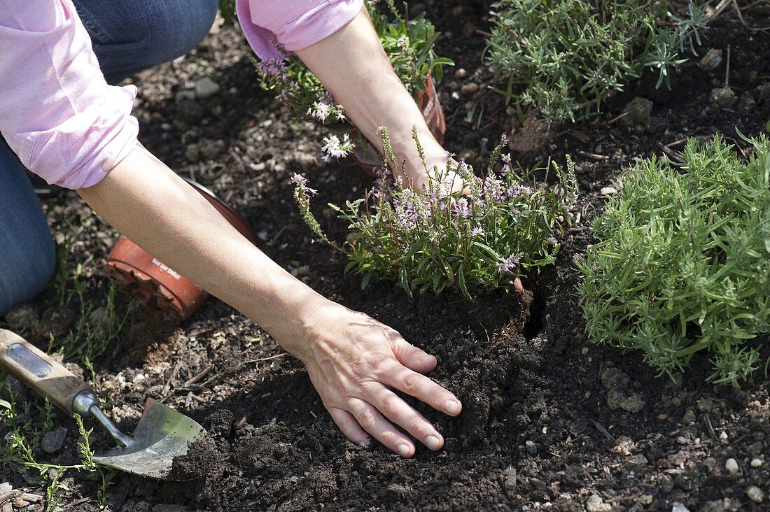 Filling gaps in the perennial bed in late summer (4/4)