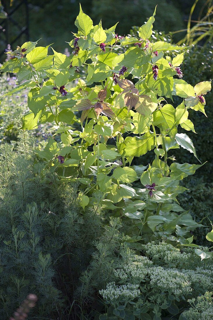 Leycesteria formosa (Beautiful Leycesteria)