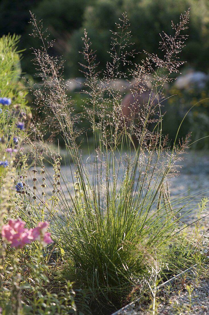 Sporobolus heterolepis (Dewdrop Grass)