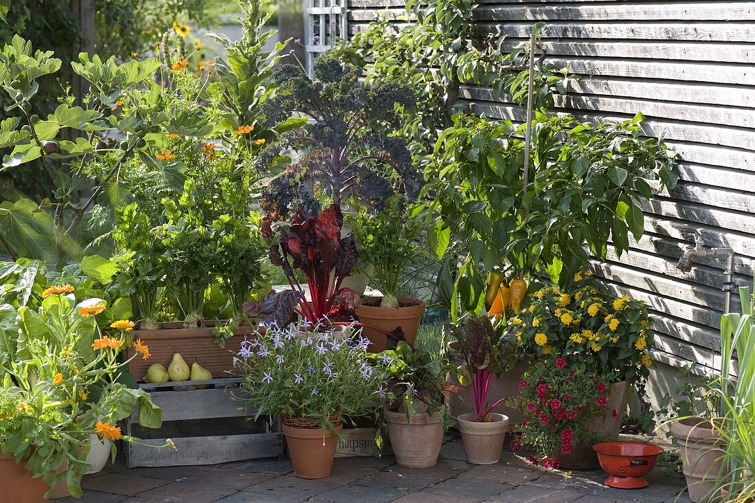 Snack terrace with paprika (Capsicum), celeriac