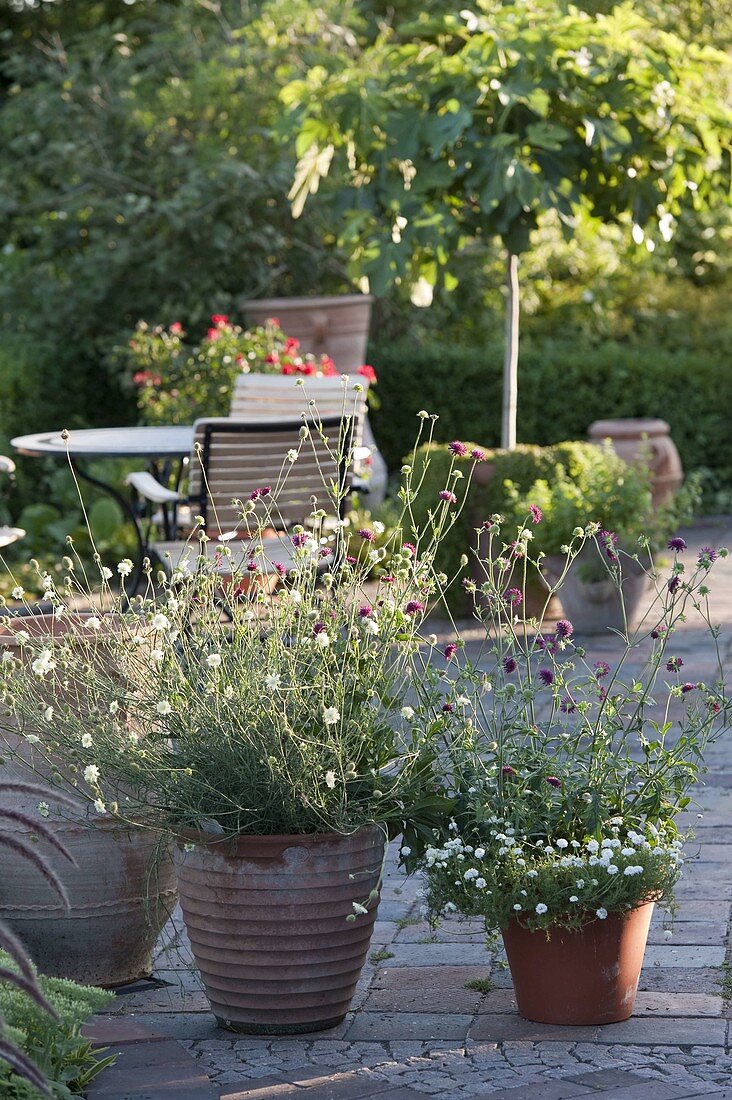 Terracotta pots planted with perennials