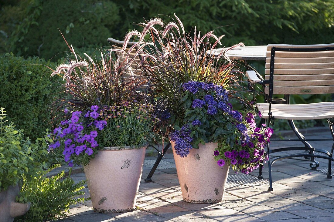 Heliotropium 'Blue Helios' (Vanilla flower), Petunia (Petunias), Pennisetum