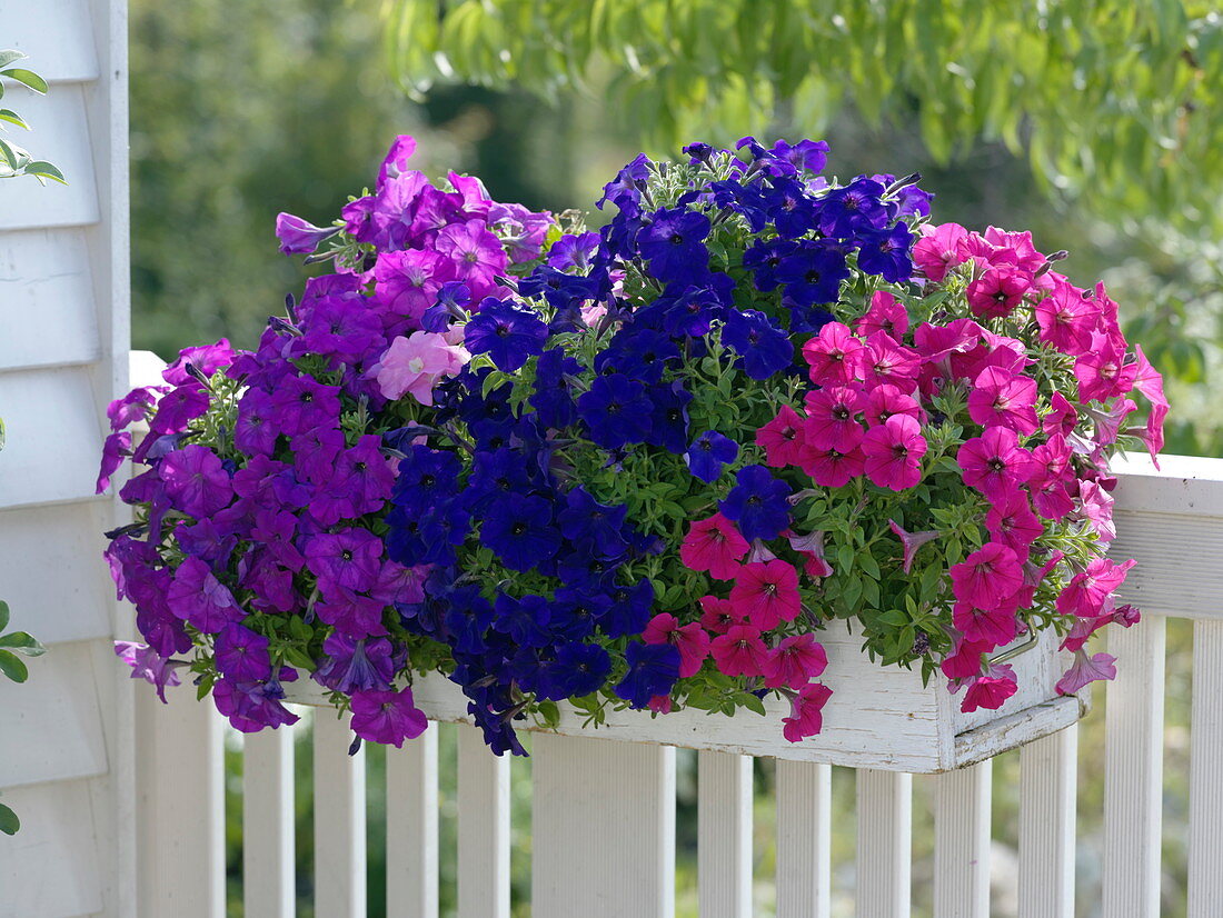 Balcony box with Petunia Bingo 'Purple' 'Blue' 'Neon Pink' (Petunias)