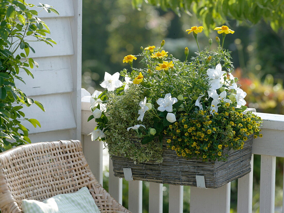 Basket with Tagetes, Platycodon grandiflorus