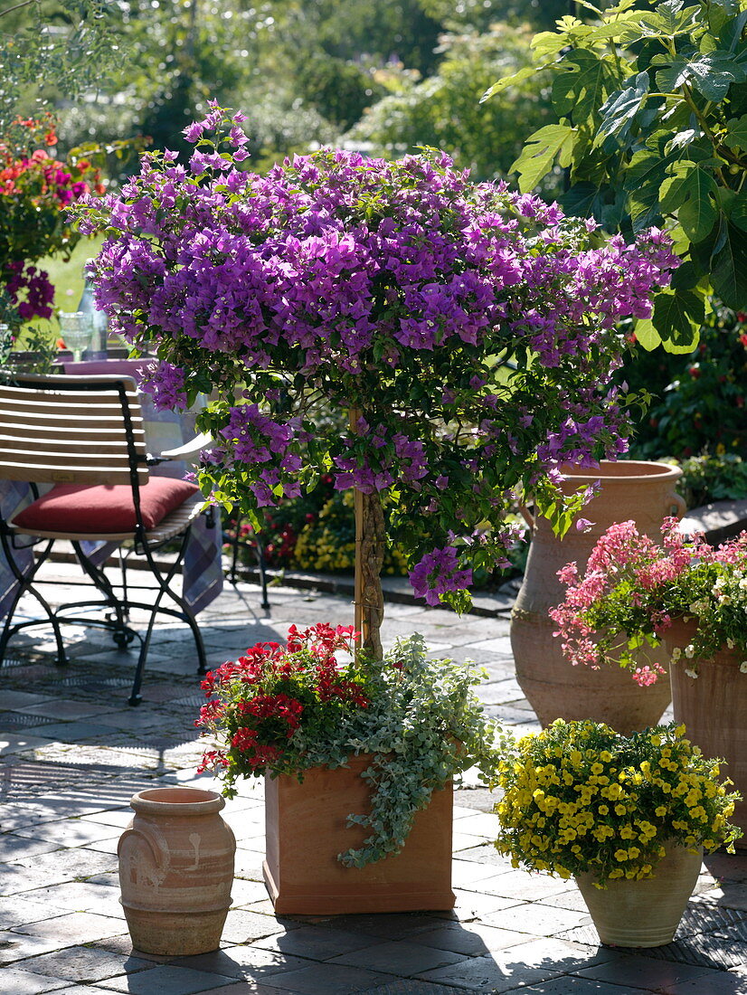 Mediterranean terrace with bougainvillea, Ficus carica (true fig)