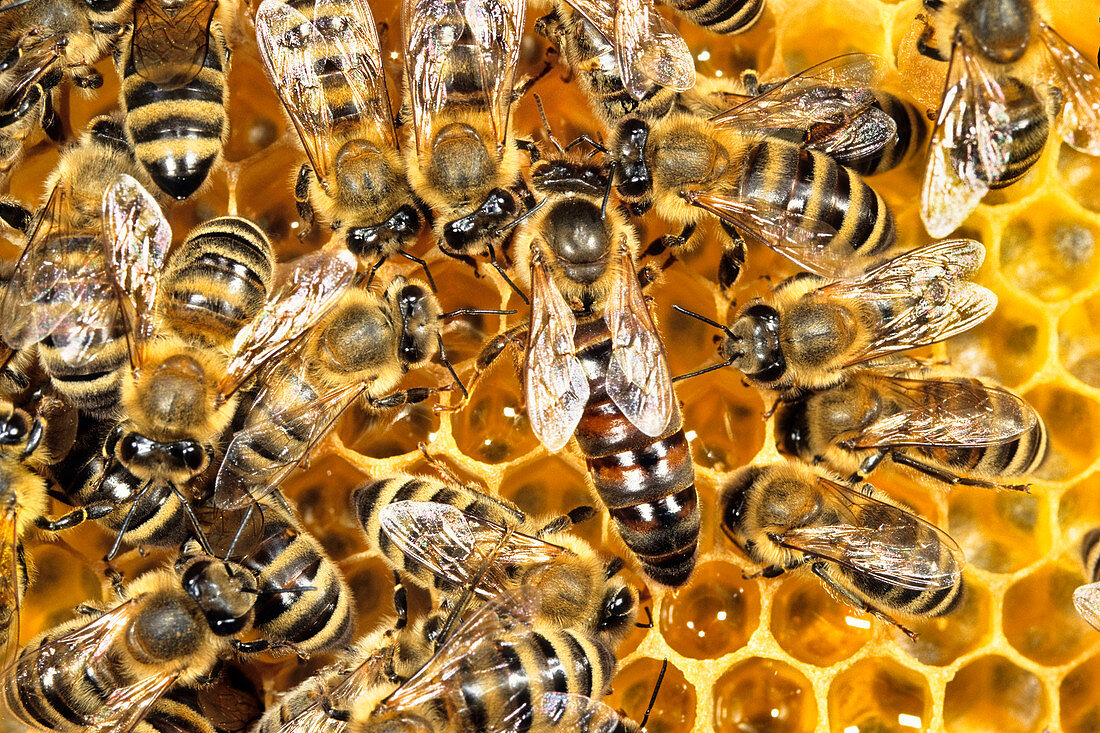 Honey bees with queen on combs in beehive, Apis mellifera, Upper Bavaria, Germany