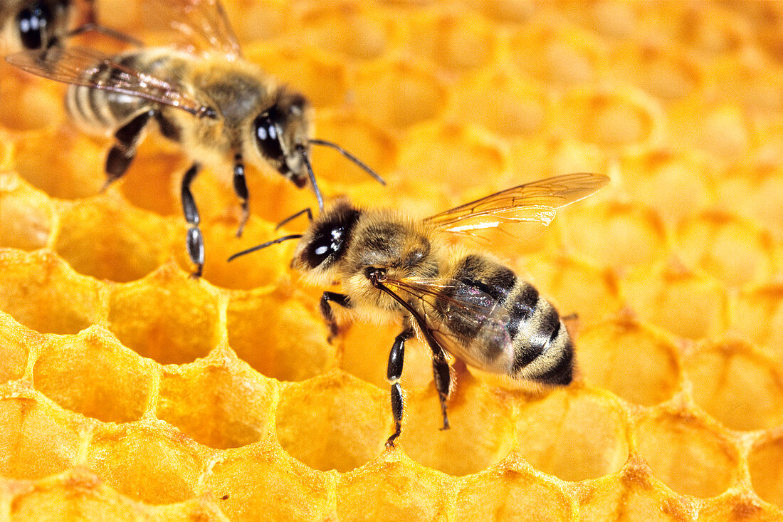 Honigbienen auf Waben im Bienenstock, Apis mellifera, Oberbayern, Deutschland