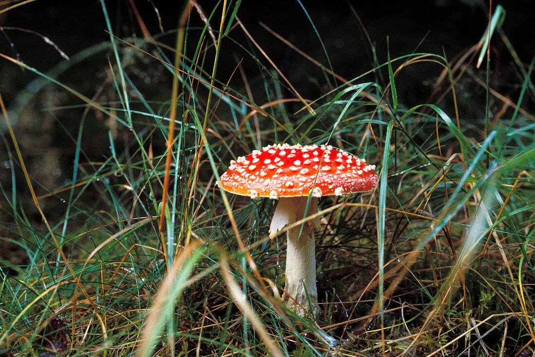 Fly agaric (Amanita muscaria), Germany