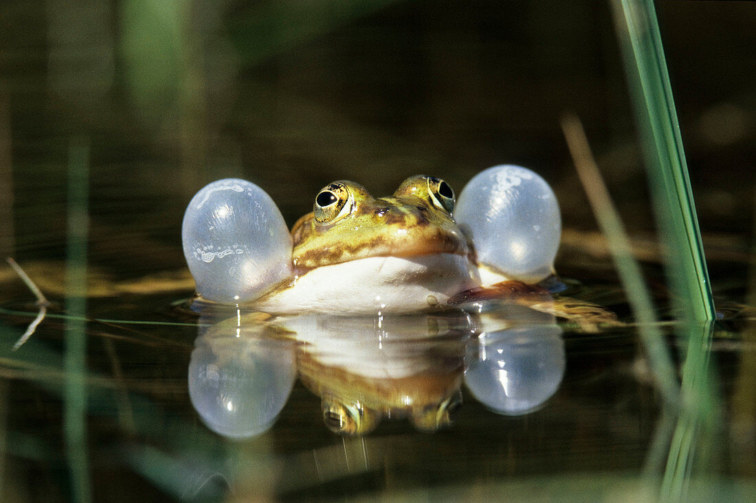 Water frog croaking (Rana esculenta), Bavaria, Germany
