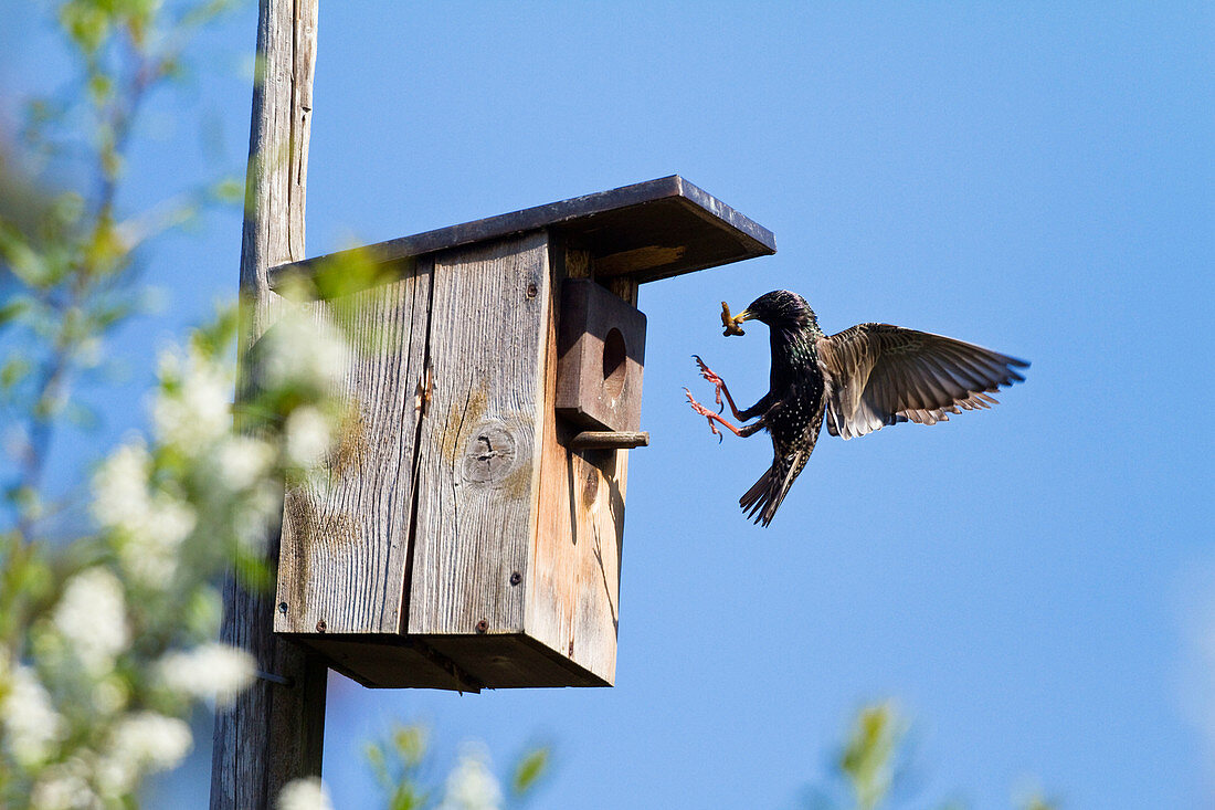 Starling at nestbox in garden, Sturnus vulgaris, Bavaria, Germany