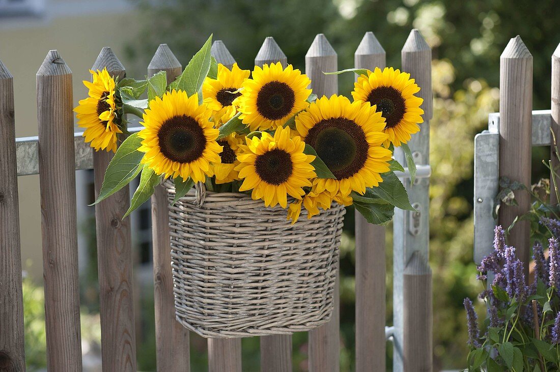 Sunflowers as a welcome at the garden gate