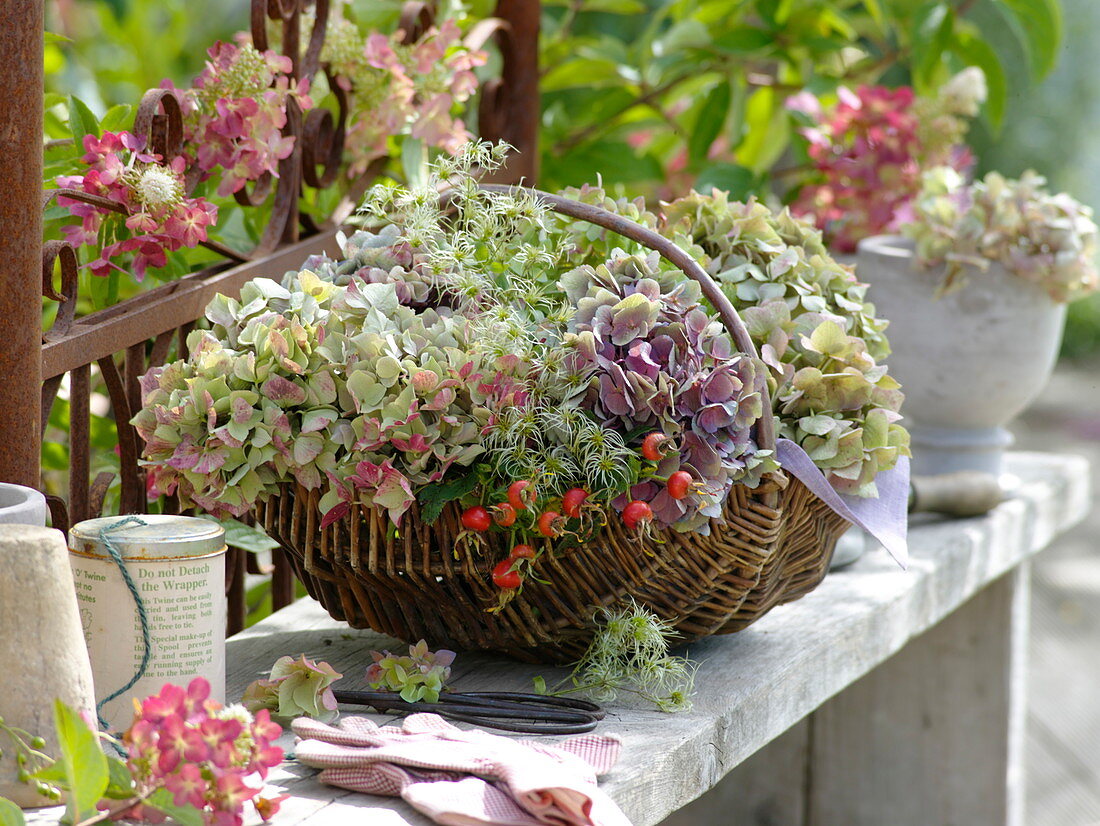 Basket with hydrangea (hydrangea), clematis (clematis)