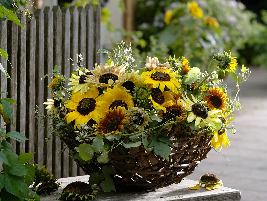 Helianthus (sunflowers) and clematis (wild vine tendrils) in basket