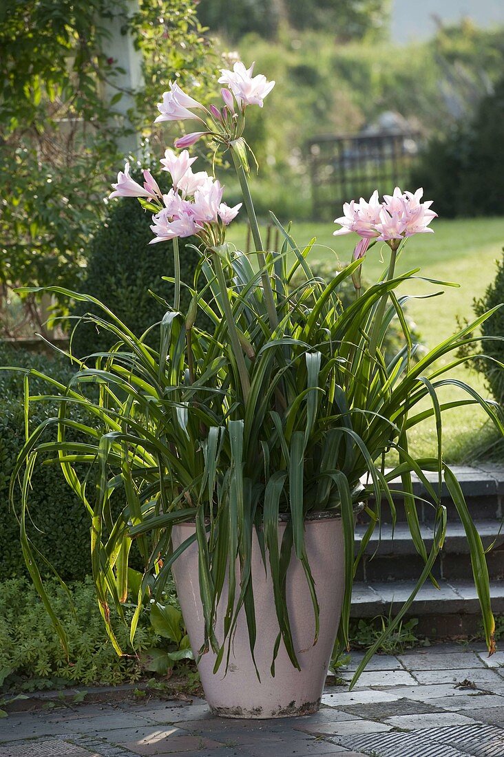 Amarcrinum, with intense fragrant flowers