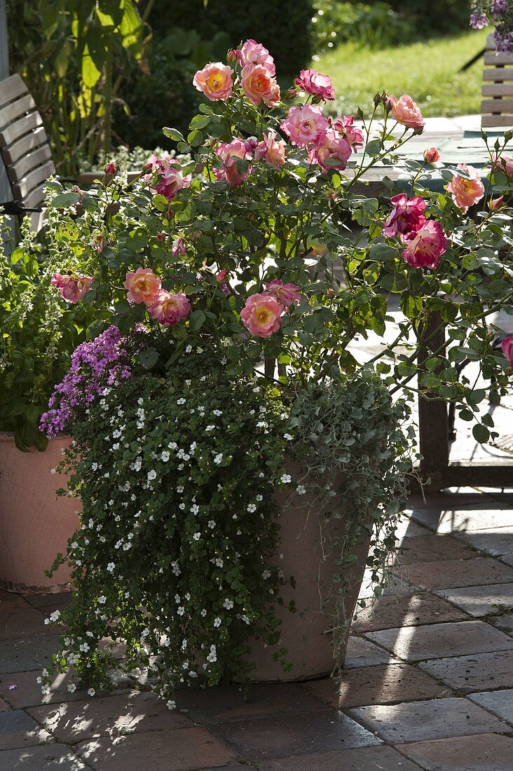 Rosa 'Duchess Friederike' (shrub rose by Noack), bacopa