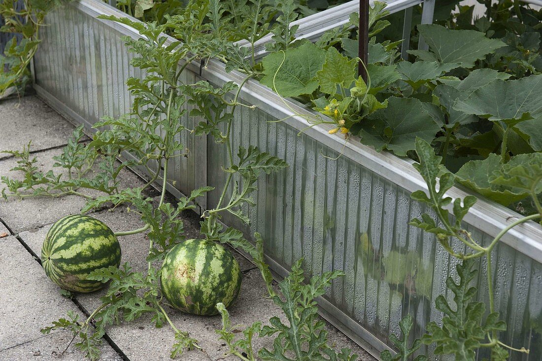 Wassermelonen (Citrullus lanatus) klettern aus Frühbeetkasten