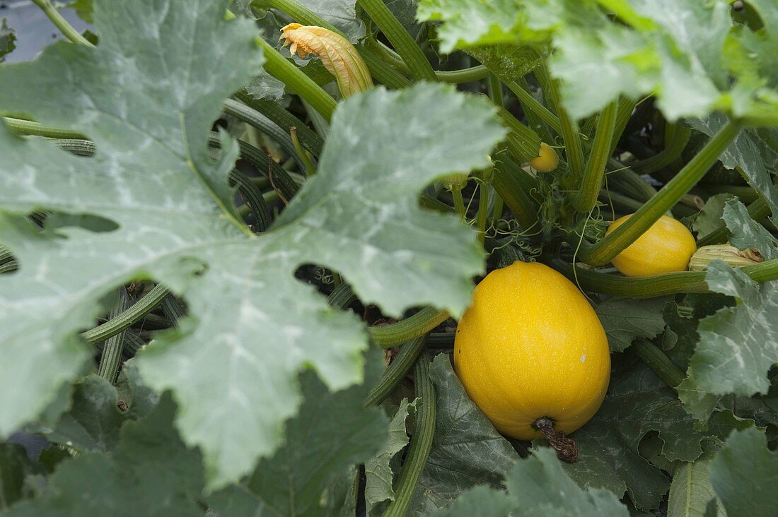 Courgettes 'Summer Ball' f1 Hybrid (Cucurbita)