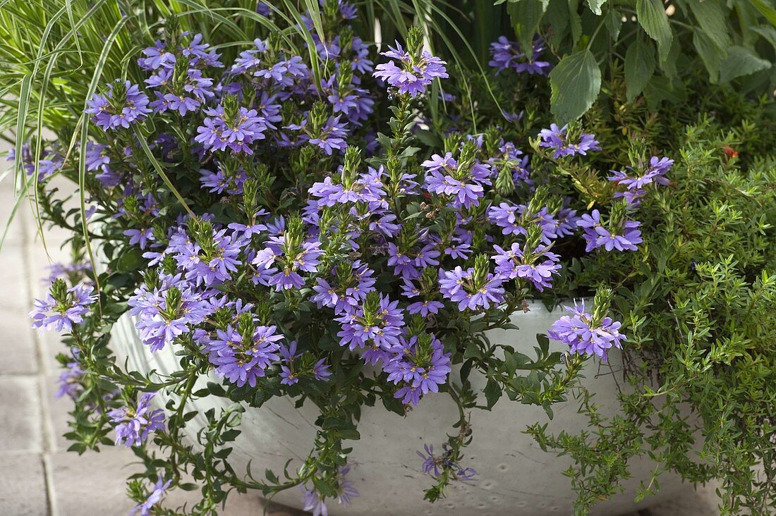 Scaevola 'Top Pot Blue' (Fan flower)