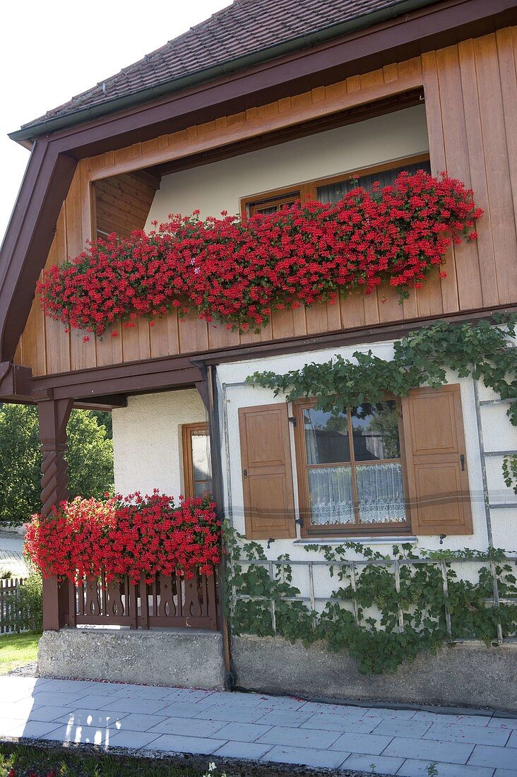 Holzveranda mit Pelargonium 'Ville de Paris' (Hängegeranien)