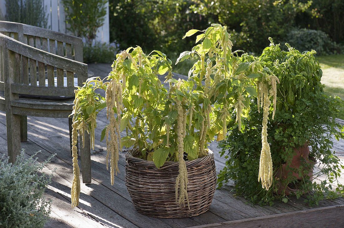 Basket with Amaranthus caudatus 'Pony Tails' (foxtail)