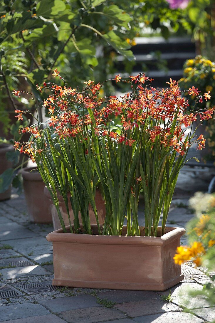 Crocosmia crocosmiiflora 'Babylon' in the terracotta box