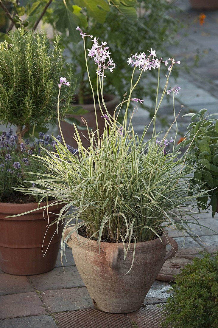 Tulbaghia violacea 'KnobiFlirt' (Cut garlic)