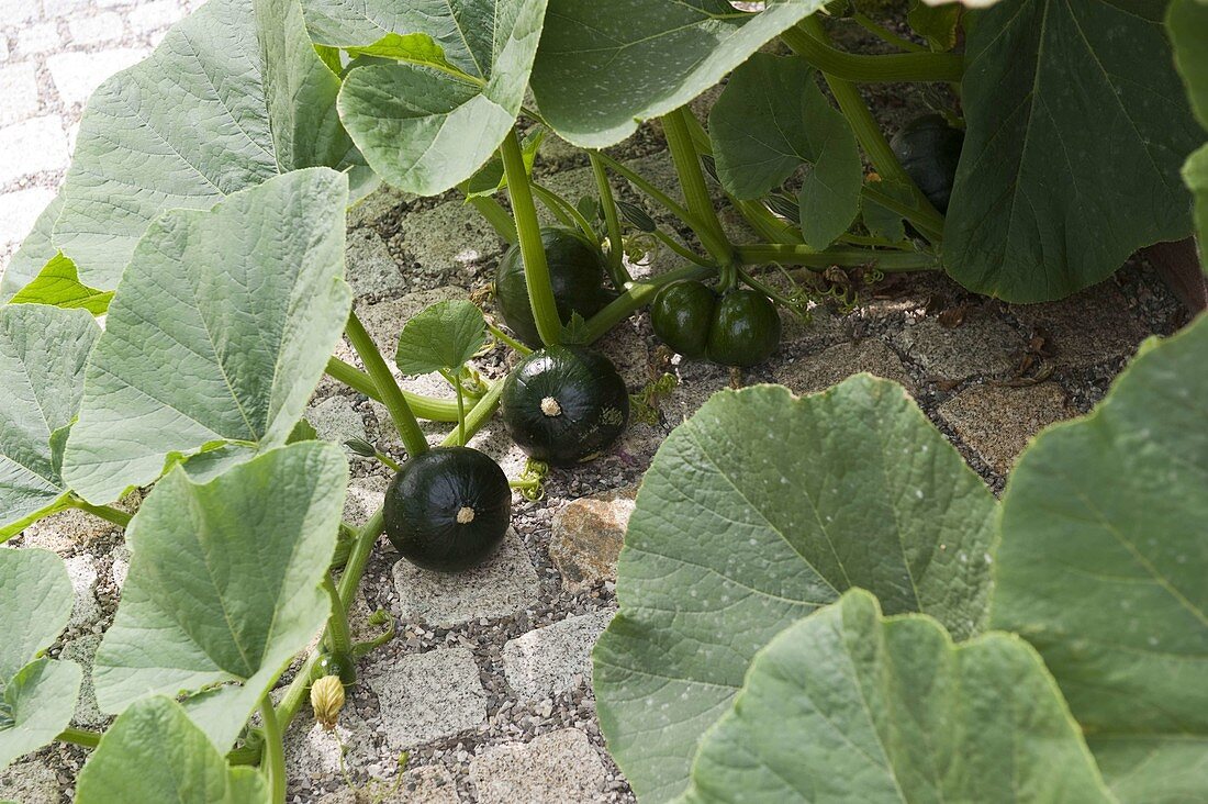 Tendril with unripe Hokkaido pumpkins (Cucurbita pepo)