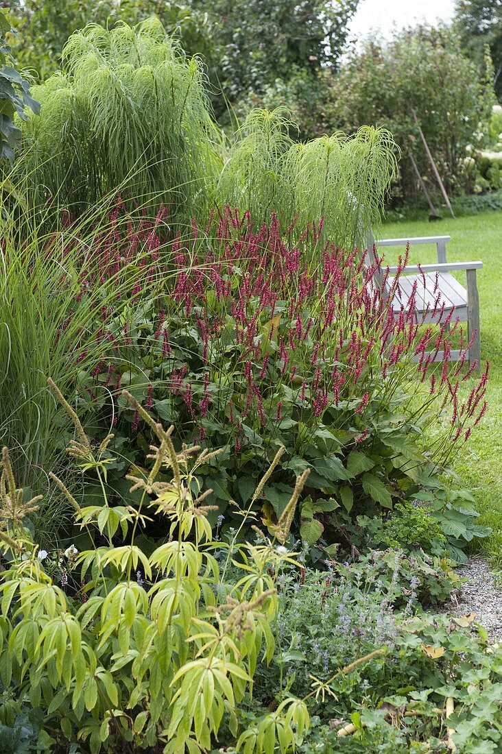 Polygonum amplexicaule 'Atropurpureum', Helianthus